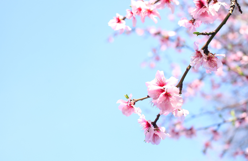 È arrivata la primavera